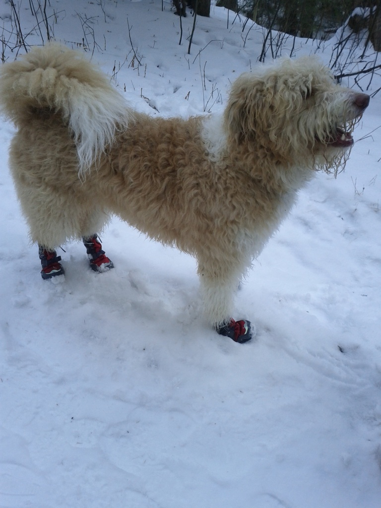The front boots had a tendency to work their way down, until they eventually flew off when he put on a burst of speed.